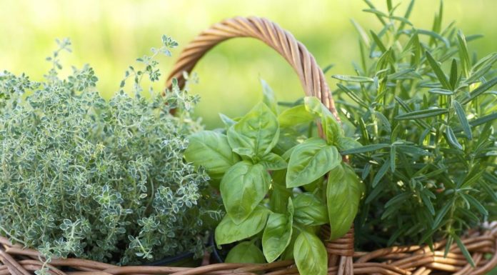 Isten kincsestára – Élőkertekről tartanak előadást Mórahalmon