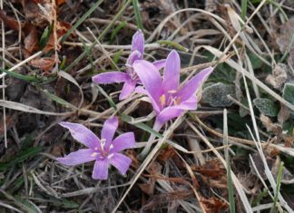 Egyhajúvirág túra az ásotthalmi Csodaréten