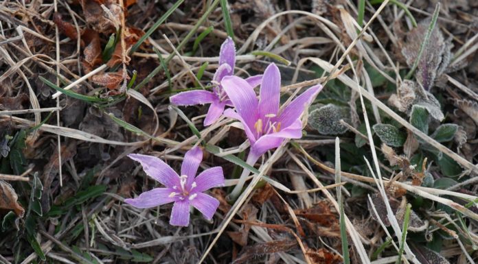 Egyhajúvirág túra az ásotthalmi Csodaréten