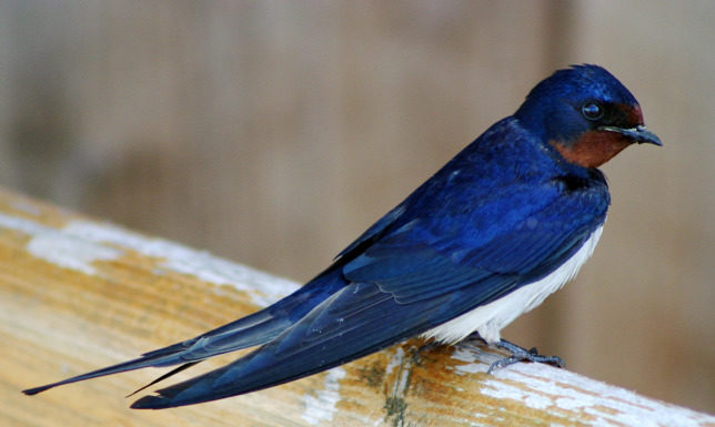 Egyre kevesebb a fecske Ásotthalmon – várják azon lakosok jelentkezését, akik háza táján még fészkelnek fecskék