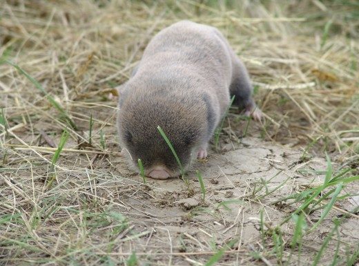 A földikutyákat akarják megmenteni Öttömösön