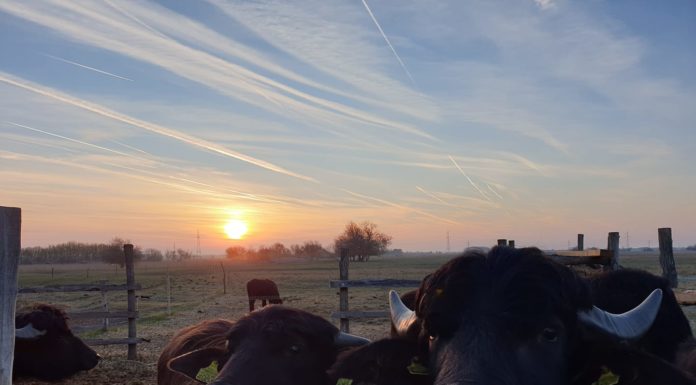 Szabadidős turisztikai attrakciókat terveznek Sándorfalván