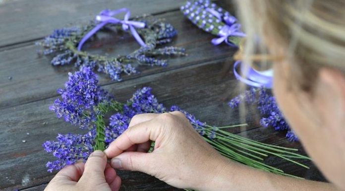 Levendula ihlette ízek, illatok, aromák – Idén is lesz levendulaünnep a mórahalmi Aradi Tanya és Élménybirtokon