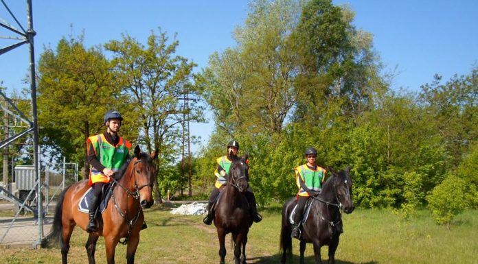 Nyeregalátétet kaptak a mórahalmi lovas polgárőrök