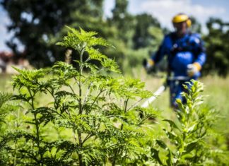 Levegőből és a földön is keresik a parlagfüvet – Harminc fertőzött területet találtak a mórahalmi járásban