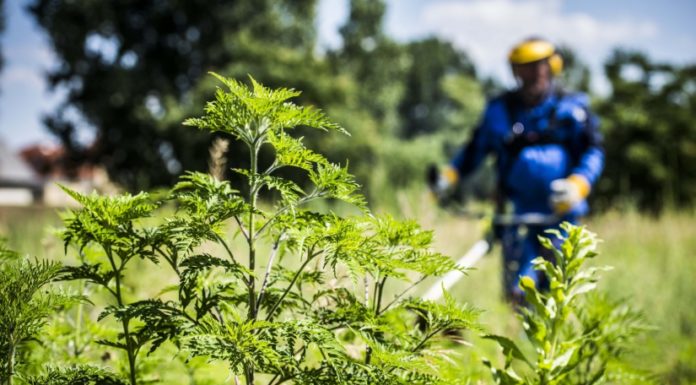 Levegőből és a földön is keresik a parlagfüvet – Harminc fertőzött területet találtak a mórahalmi járásban