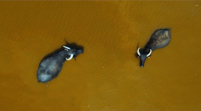 Mórahalmi tájon készült az ország egyik legszebb drónfotója – 640 kép közül választotta ki a zsűri a legjobbakat