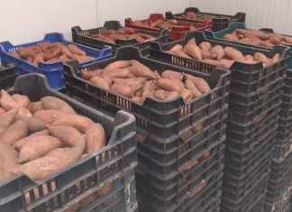 Betakarították az ásotthalmi batátát és burgonyát – A rászorulók is kapnak a terményből