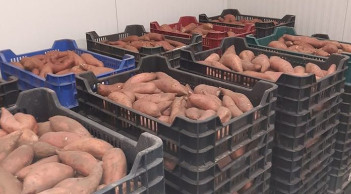 Betakarították az ásotthalmi batátát és burgonyát – A rászorulók is kapnak a terményből