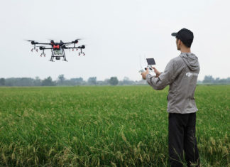 Egyre több parlagfűvel fertőzött területet derítenek fel Csongrád megyében