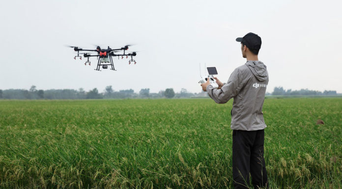 Egyre több parlagfűvel fertőzött területet derítenek fel Csongrád megyében