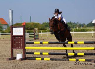 Díjugrató verseny a hétvégén a mórahalmi Futó- Dobó Lovasközpontban