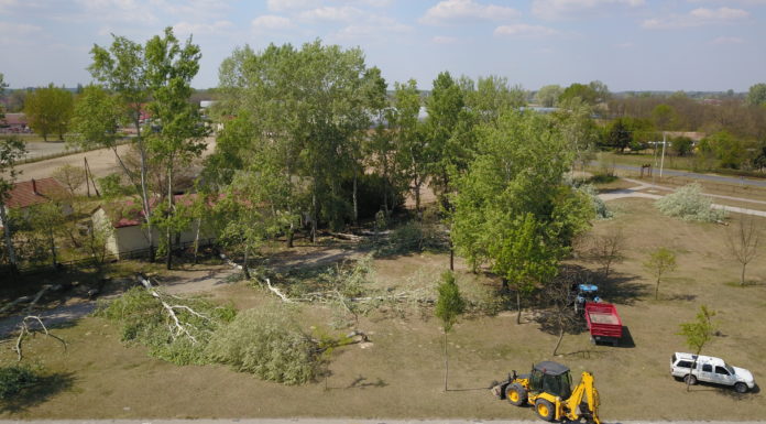 Fakivágás a mórahalmi vásártéren – Az allergénmentes város a cél