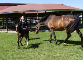 Jó hírek a Futó-Dobó Lovasközpontból: két eleven kiscsikó a mórahalmiak új büszkesége