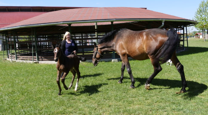Jó hírek a Futó-Dobó Lovasközpontból: két eleven kiscsikó a mórahalmiak új büszkesége