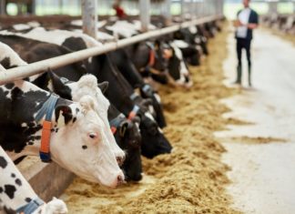 Újabb 80 milliárd forint jut az állattenyésztés és kertészet támogatására