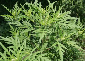 Indul a parlagfüves területek felderítése Csongrád-Csanád megyében