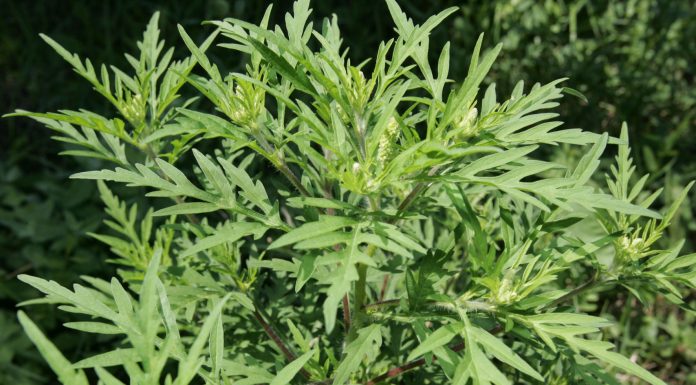 Indul a parlagfüves területek felderítése Csongrád-Csanád megyében