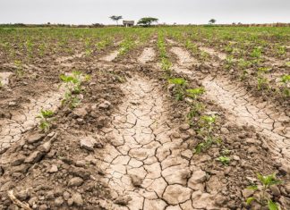 Mórahalom odafigyel az éghajlatváltozásra, ezért klímastratégiát dolgoz ki a jövőre nézve