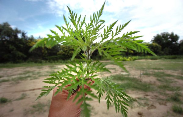 Folytatódik a parlagfüves területek légi felderítése Csongrád-Csanád megyében