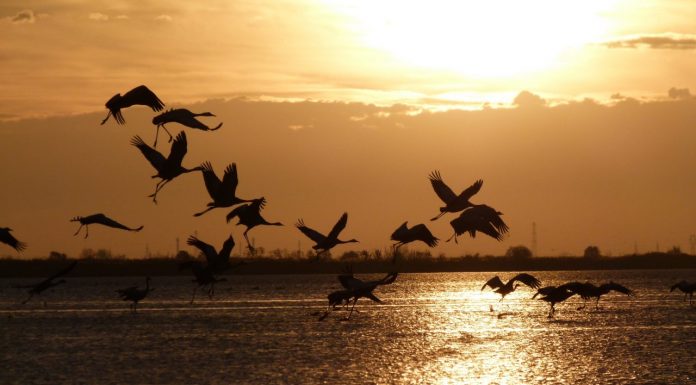 Helyi klímastratégiát készít Sándorfalva