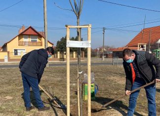 Domaszéknek is lehetősége nyílt a településfásításra