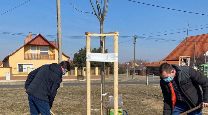 Domaszéknek is lehetősége nyílt a településfásításra