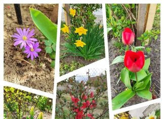 „Virágozz és maradj otthon!” – Idén is sok lelkes pusztamérgesi csatlakozott a kihíváshoz (Galéria)