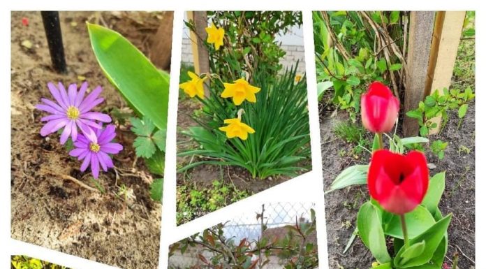 „Virágozz és maradj otthon!” – Idén is sok lelkes pusztamérgesi csatlakozott a kihíváshoz (Galéria)