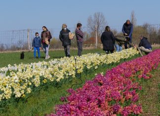 50 ezer virággal nyitják a turisztikai szezont Mórahalmon – Óriási az érdeklődés a mórahalmi tulipános kert iránt (Galéria)