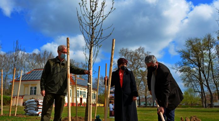 30 díszfát ültettek el Sándorfalván