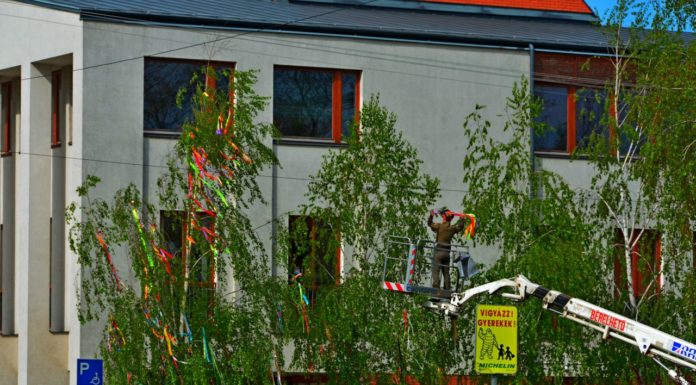 Májusfák díszítik Sándorfalva utcáit