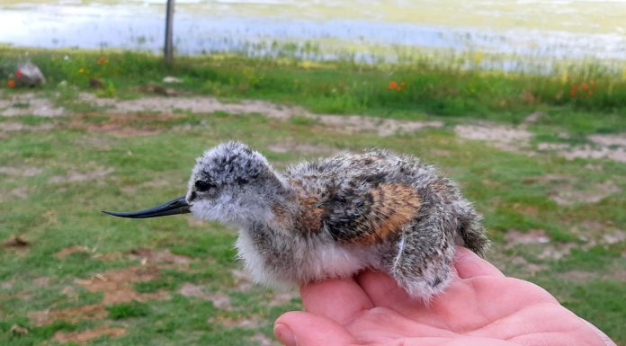 Gulipán fiókákat gyűrűztek a Nagyszéksós-tónál (Galéria)