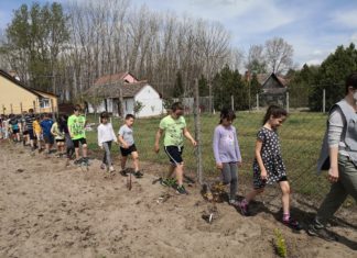 Érzékszervek növényhatározó ösvénye a mórahalmi iskolakertben