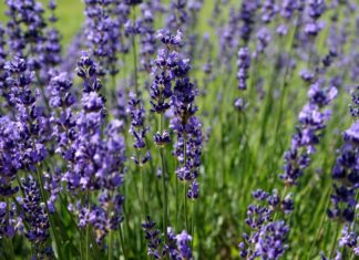 Hétvégi programajánló: VII. Mórahalmi Levendulaünnep és Kézből Kézbe Kispiac