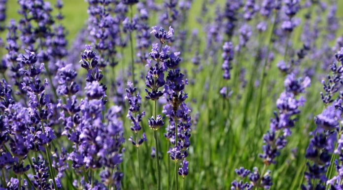 Hétvégi programajánló: VII. Mórahalmi Levendulaünnep és Kézből Kézbe Kispiac