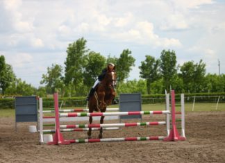 Szabadidős lovasversenyt és díjugrató versenyt rendeznek a hétvégén Mórahalmon