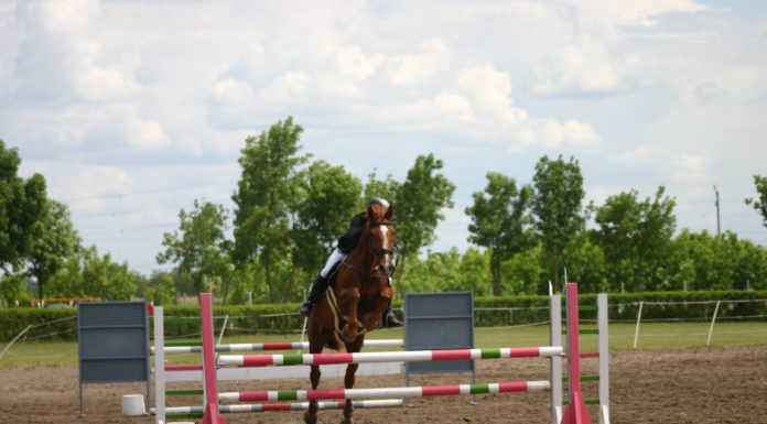 Szabadidős lovasversenyt és díjugrató versenyt rendeznek a hétvégén Mórahalmon