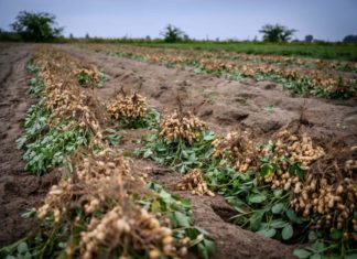 Földimogyoró betakarítás Zákányszéken (Galéria)