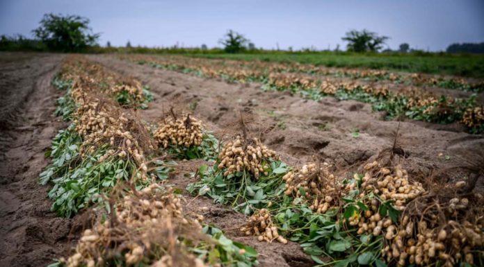 Földimogyoró betakarítás Zákányszéken (Galéria)