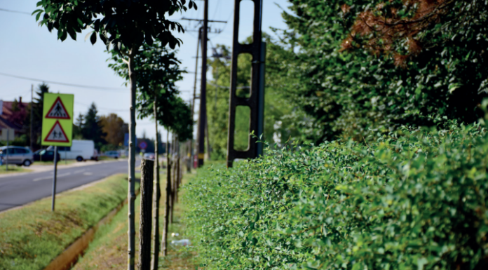 Két cég látja el Domaszék település-karbantartási feladatait