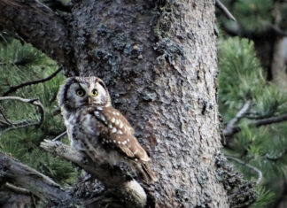 Szenzáció a Dél-Alföldön: rendkívül ritkán megfigyelhető kuvikot gyűrűztek