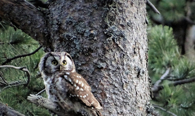 Szenzáció a Dél-Alföldön: rendkívül ritkán megfigyelhető kuvikot gyűrűztek