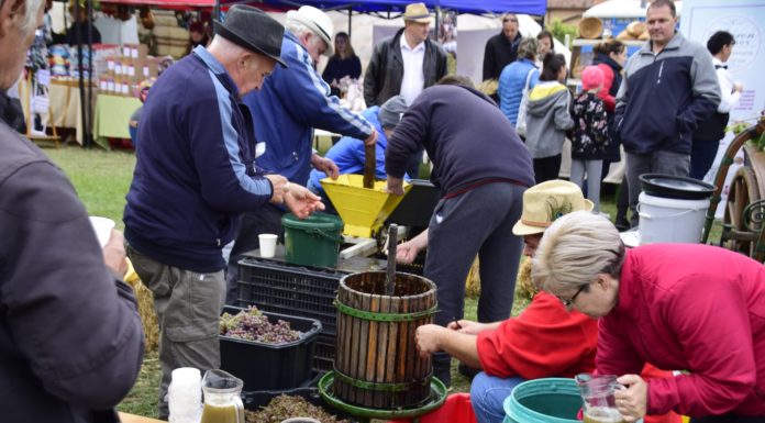 Szüreti mulatság volt a hétvégén Domaszéken (Galéria)