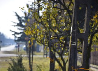 Az őszi fásítási program keretében közel száz fát ültetnek el Domaszéken