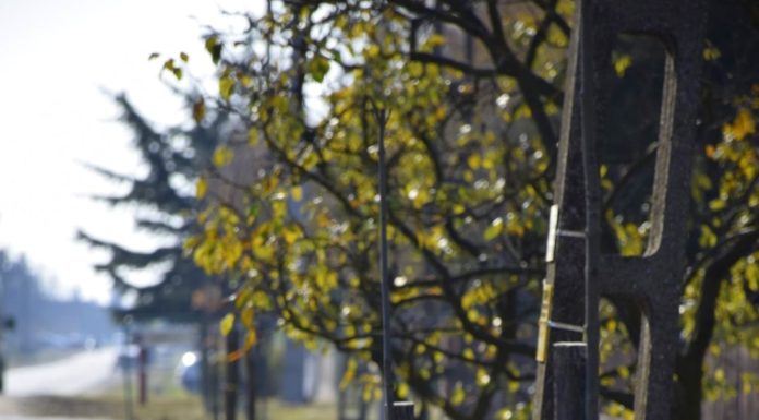 Az őszi fásítási program keretében közel száz fát ültetnek el Domaszéken