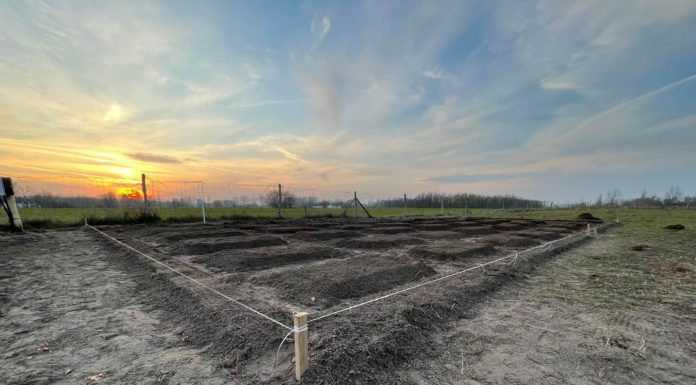 120 ezer virággal és új kikapcsolódási lehetőségekkel várja látogatóit idén a mórahalmi tulipános kert