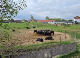Hamarosan újra láthatóak lesznek a bivalyok a sándorfalvi ökoparkban