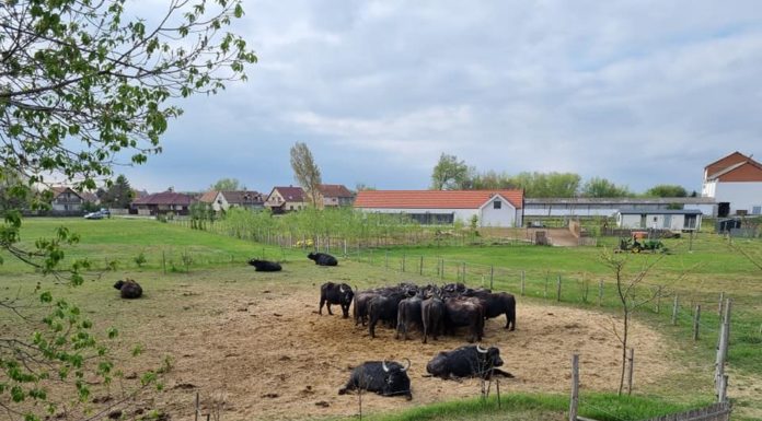 Hamarosan újra láthatóak lesznek a bivalyok a sándorfalvi ökoparkban