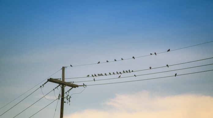 Áramszünet várható Ásotthalmon